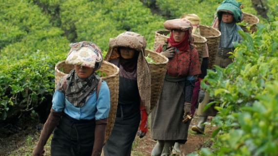 Inilah lima komoditas unggulan di Tasikmalaya